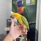 صن كنيور اليف وهدد تم البيع