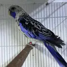 فحل روزيلا كريمسون ازرق-Crimson rosella