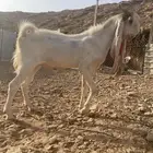 تيس هولندي فحل