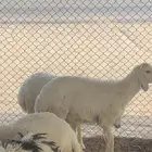 ذبايح حريات