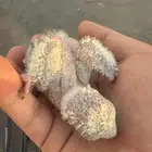 فروخ كويكر