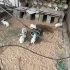 للبيع أرانب