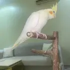 كروان اليف