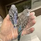 فروخ طيور الحب بادجي