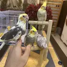 كروانات اليفه للبيع