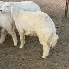 للبيع طليان جبر جذعان حري