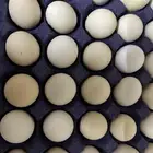 بيض بلدي 20ريال