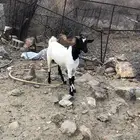 تيس ثني للبيع