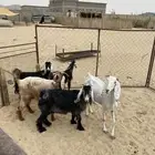 معزا للبيع