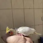 فروخ كروان اللون اصفر