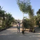 اشجار اللبخ