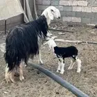 نجدية رباعية خلفه