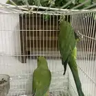 ببغاء الدره الهندي نص ولافه