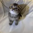 قطط سكوتش صغيره للبيع