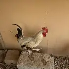 دجاج وشبك للبيع