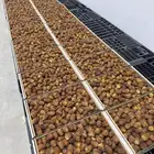 سكري جالكسي خراف اليوم