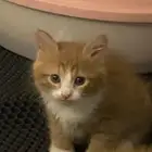 قطط للتبني