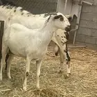 ماعز بيشي