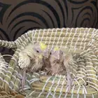 فروخ كروان ( تم البيع )