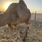 جدة
