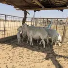 حريات موليد