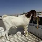 تيس حجم وجرم طيب