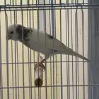 كناري إيراني همداني