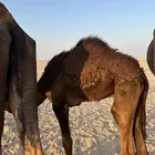 للبيع قعود مجهم سمين