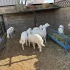 طليان حري مقفله