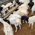 التفريد والجمله طلي بربري وتيوس