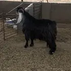 فحل عارضي