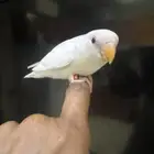 روز اليف