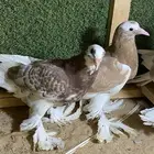 حمام