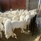 50 بهم خرفان ورخال نضيف وسمان انتاج حلالي