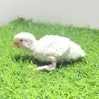 فرخ روز البينو غر