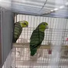 جوز بارتوليت (((تم البيع خارج الموقع)))