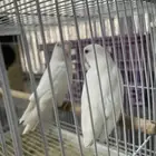 زوج روز البينو