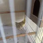 طير كروان للبيع