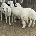 بادية غامد
