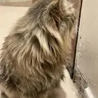 قط شيرازي لي التبني