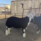 مشروع فحل نجدي