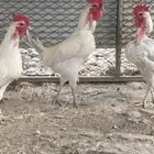 ديوك فيومي مسامير