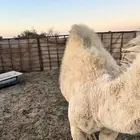 بكره عمرها 7 شهور على حليب