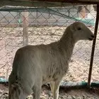 رخل رفيدية فل شحم