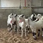 جفار مشاريك للبيع