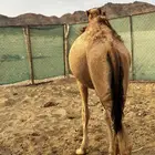 بكره طيبه بالحيل