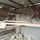 حجل شنير