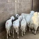 حريات للبيع ( تم البيع)