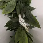 ذكر كروان هولندي للبيع