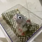 فرخ كنيور اناناس رد فاكتور